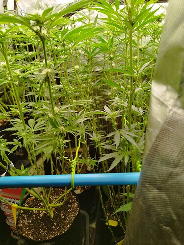 Mehrere junge Cannabispflanzen in der Blütephase, die in Töpfen stehen und von einem blauen Rohr gestützt werden.