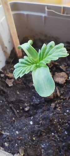 Growreport Bild 1