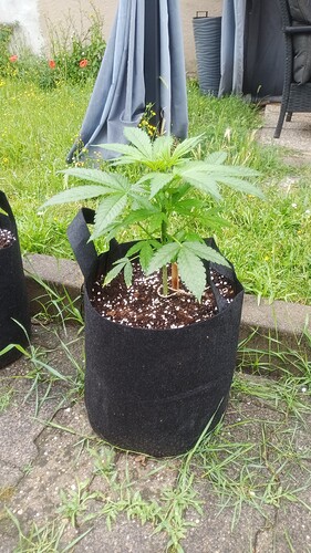 Growreport Bild 3