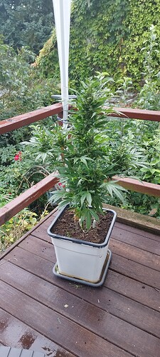Growreport Bild 4