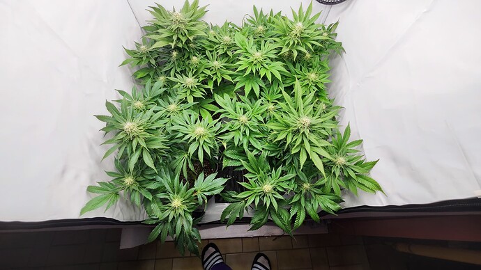 Growreport Bild 1