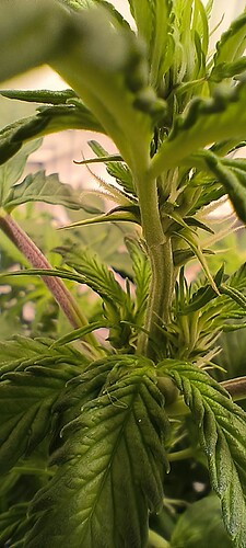 Growreport Bild 31