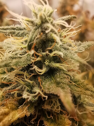 Growreport Bild 2