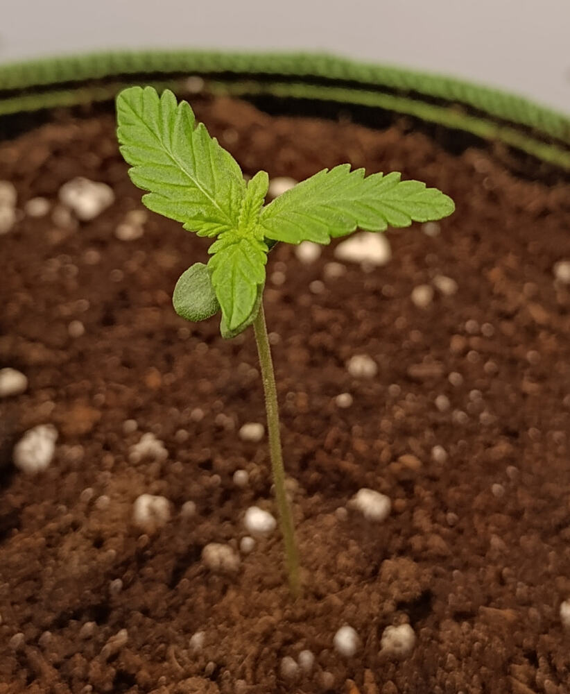 ☢️ Bruce Banner Auto ☢️ Mini Stofftopf Grow mit Urlaubs- Bewässerung
