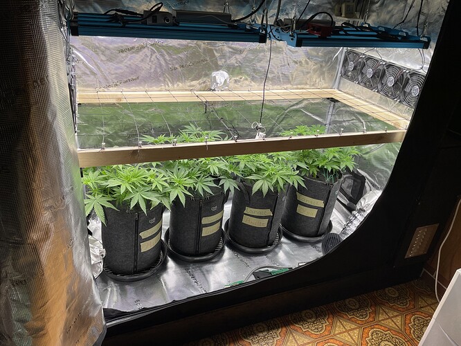 Vier Cannabis-Pflanzen in Vliestöpfen unter einer LED-Wachstumslampe in einer Growbox.
