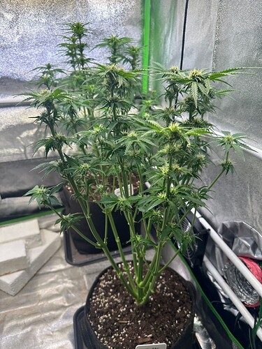 Growreport Bild 7