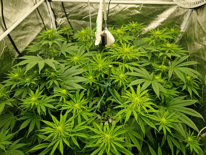 Growreport Bild 6