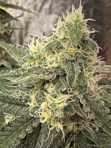 Growreport Bild 3