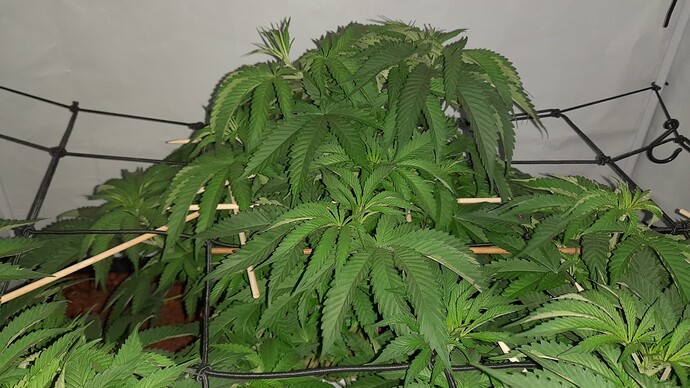 Growreport Bild 22