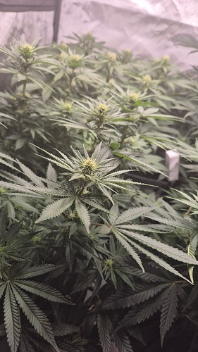 Growreport Bild 1