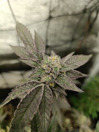Growreport Bild 4