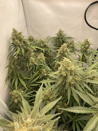 Growreport Bild 4