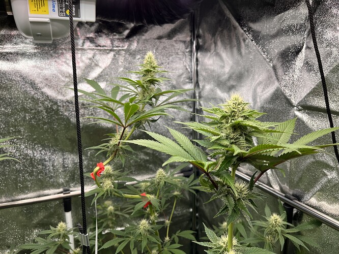 Growreport Bild 2