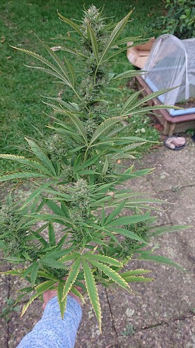 Growreport Bild 35