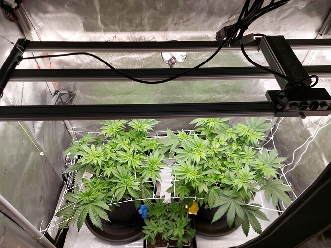 Growreport Bild 2
