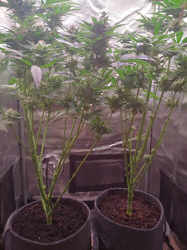 Zwei Cannabis-Pflanzen in Stofftöpfen in einem Growzelt während der Blütephase.