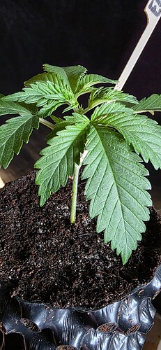 Growreport Bild 11