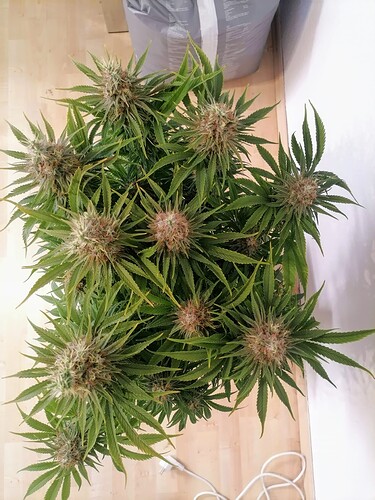 Growreport Bild 56