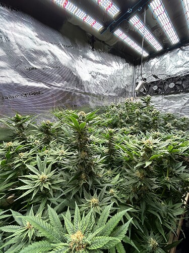 Mehrere blühende Cannabispflanzen unter LED-Wachstumslichtern in einem Zelt.