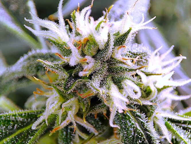 Growreport Bild 9