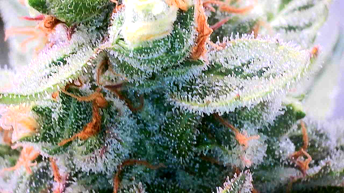 Growreport Bild 4