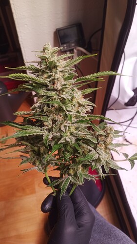 Growreport Bild 21