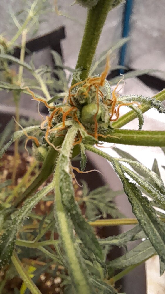 Hang zur Highterkeit - Gartenspaß mit holländischen Küchenkräutern:)