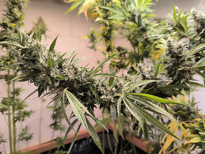 Growreport Bild 3
