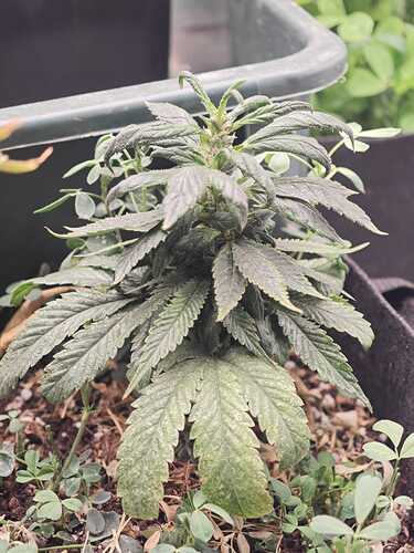 Growreport Bild 39