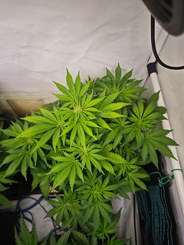 Growreport Bild 39
