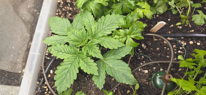 Growreport Bild 3