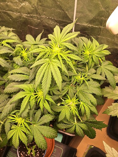 Growreport Bild 3