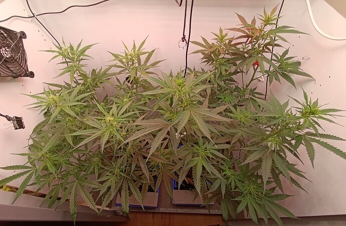 Growreport Bild 54