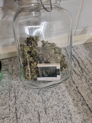 Ein Glasbehälter mit Cannabis-Buds und einem kleinen Hygrometer, das 61% anzeigt.
