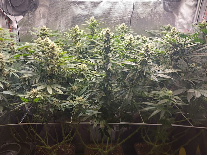 Growreport Bild 2
