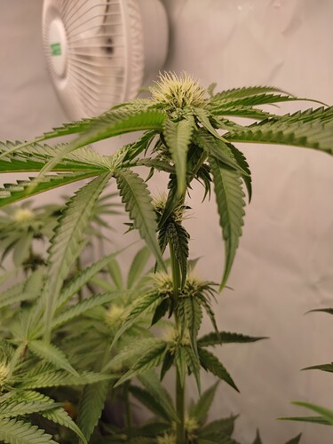 Growreport Bild 35