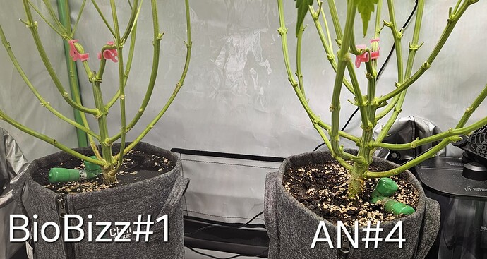 Growreport Bild 5