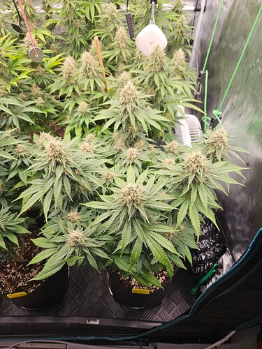 Growreport Bild 23
