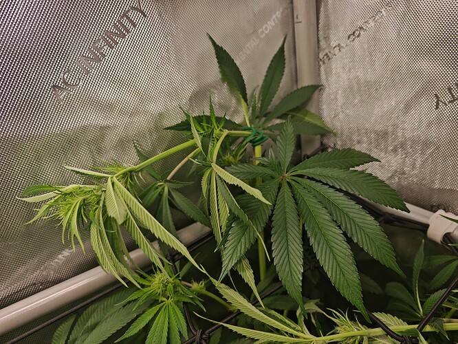 Growreport Bild 14