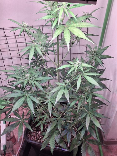 Growreport Bild 173