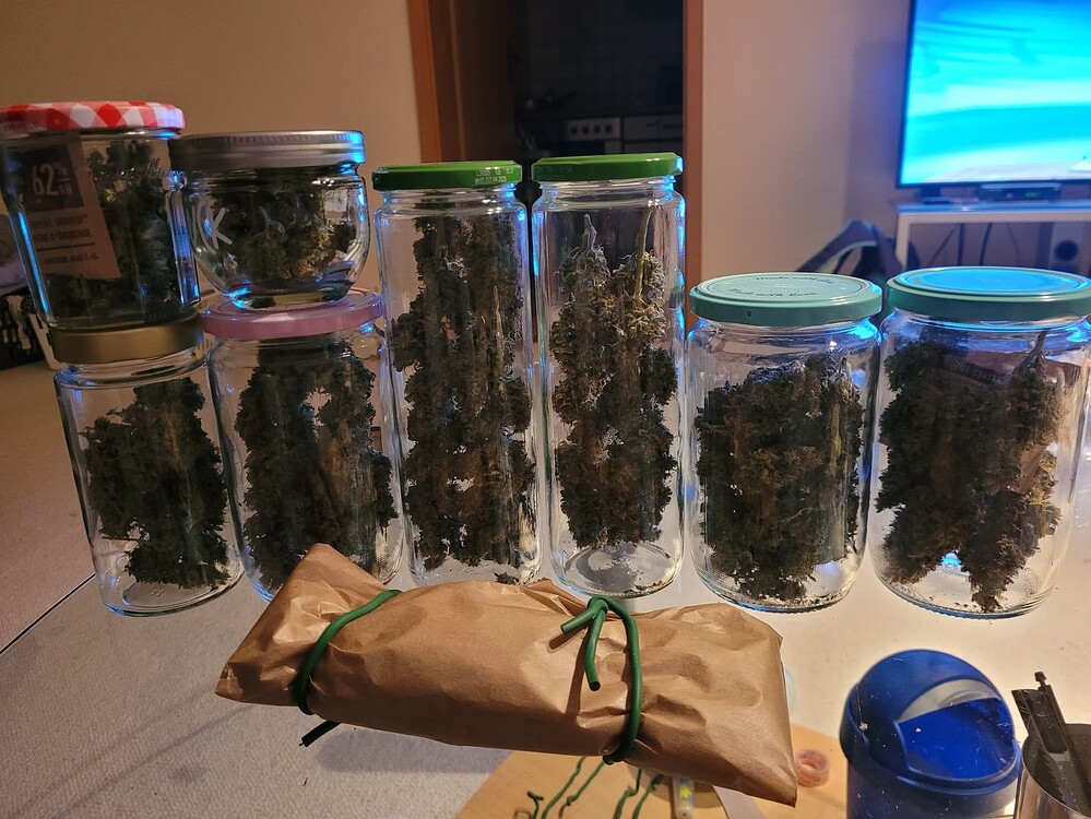 Organic Indoor Auto Grow auf 60x60x160 - 2x Watermelon & 2x Hulkberry