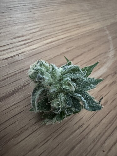 Growreport Bild 13