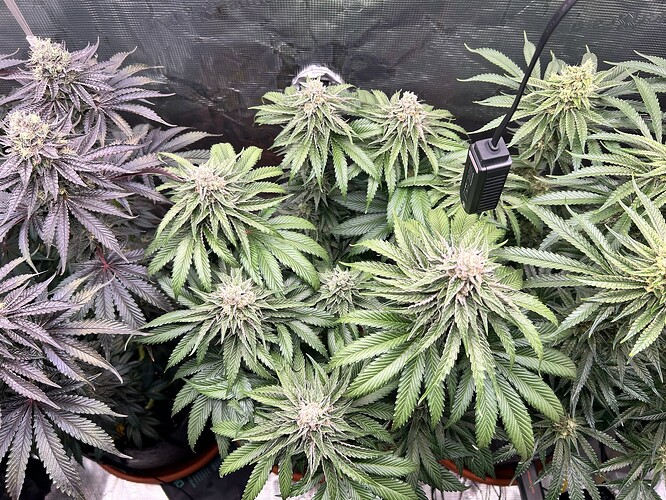 Growreport Bild 26