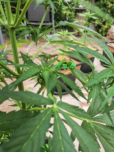 Growreport Bild 9