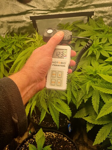 Eine Hand hält ein Messgerät, das 1236 µmol/m²/s anzeigt, über einer Gruppe von Cannabispflanzen im Wuchsstadium.