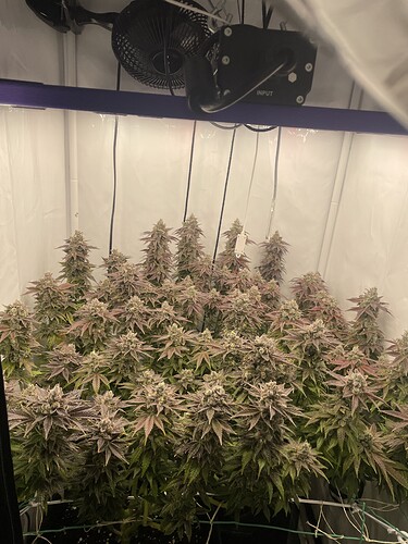 Growreport Bild 1
