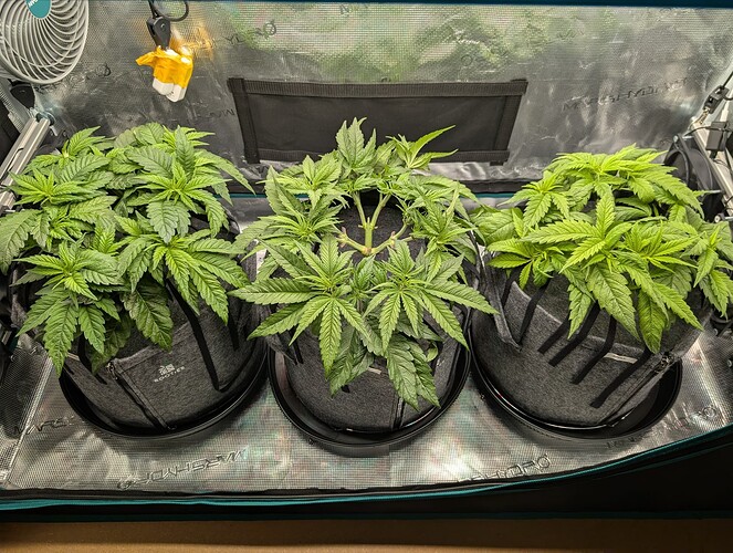 Growreport Bild 9