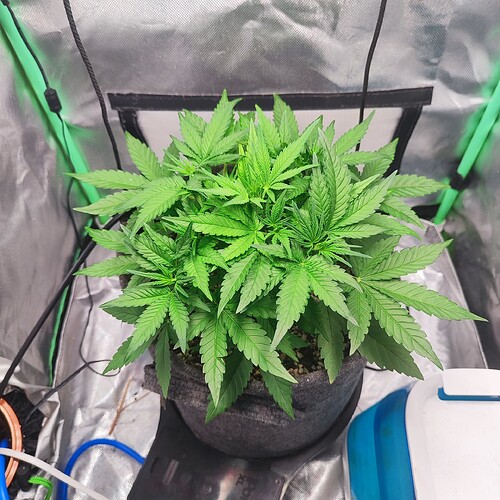 Growreport Bild 2