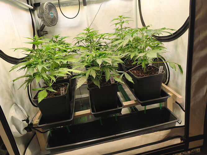 Growreport Bild 2