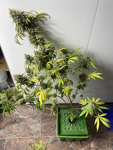Growreport Bild 4